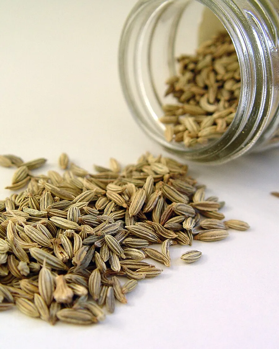 Fennel Seeds